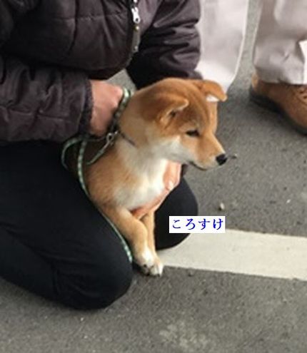 しつけ教室開催しました。