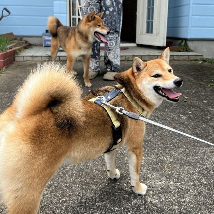 柴犬なごみちゃんの初めての里帰り