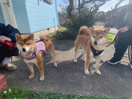 柴犬夏の子供たちが遊びに来たよ