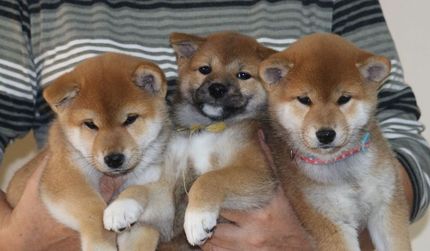 柴っこゆきちゃんのお迎え