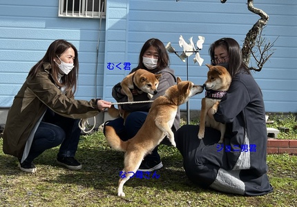 柴犬夏の子供たちが遊びに来たよ