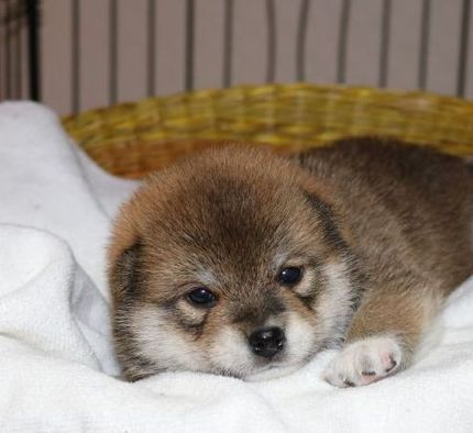 柴犬くるみちゃんの成長