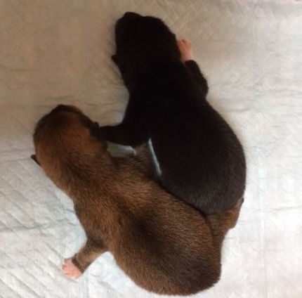 柴犬くるみちゃんの成長