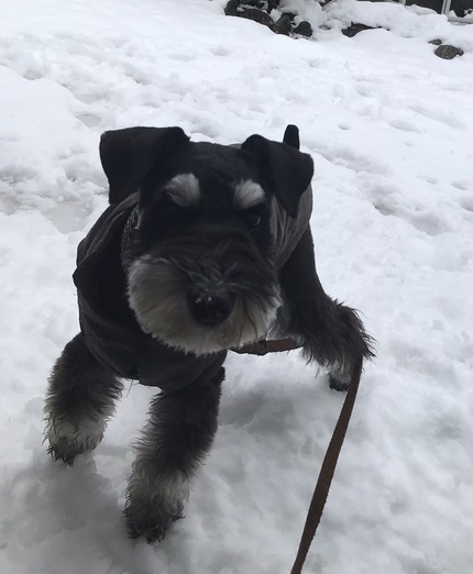 初雪遊びしたよ