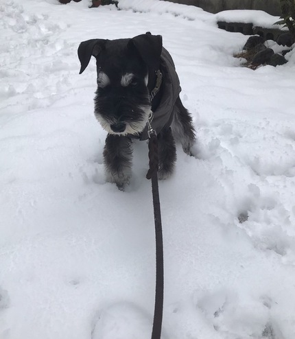 初雪遊びしたよ