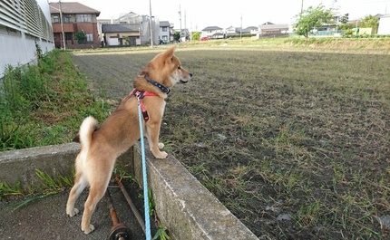 柴犬りく君お散歩が好きになりました。
