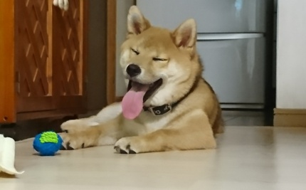 柴犬りく君お散歩が好きになりました。