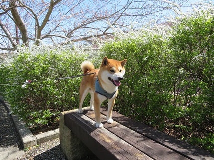 柴犬蓮君のお散歩・おさんぽ