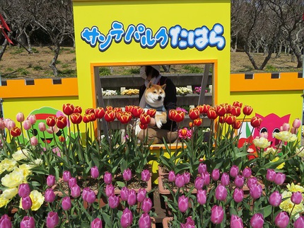 柴犬蓮君のお散歩・おさんぽ