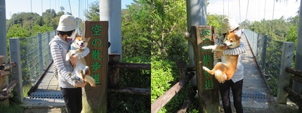 柴犬蓮君紅葉狩り＆お散歩