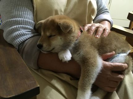 柴犬みかんちゃんです。