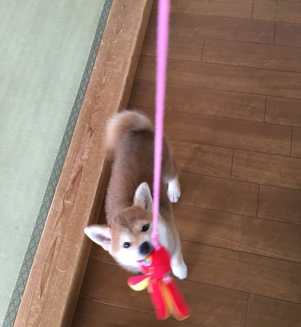 柴犬みかんちゃんです。