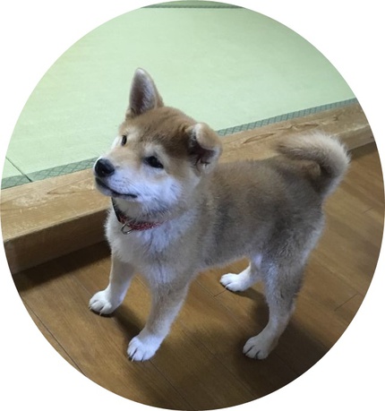 柴犬みかんちゃんです。