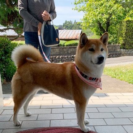 柴犬のららちゃん