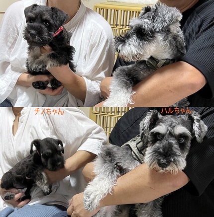 シュナっこチルちゃんのお迎え