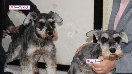 Mシュナウザーのリリーちゃん