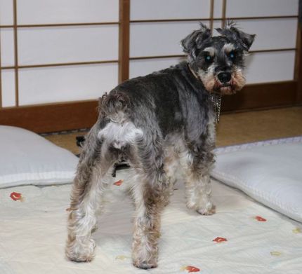 Mシュナウザーのリリーちゃん