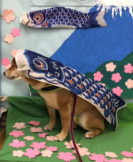 鯉のぼりに挑戦した柴犬！