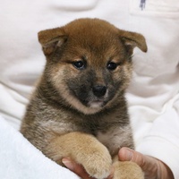 子犬（柴犬）の紹介です