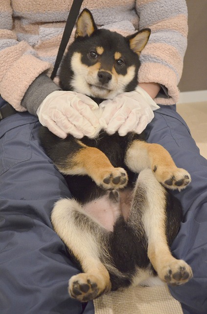 おやつがほしい黒柴のゆきち君 l Ｍシュナウザー＆柴犬