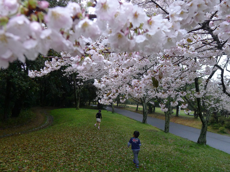 雨の中のお花見 佐鳴湖公園 浜松の風景