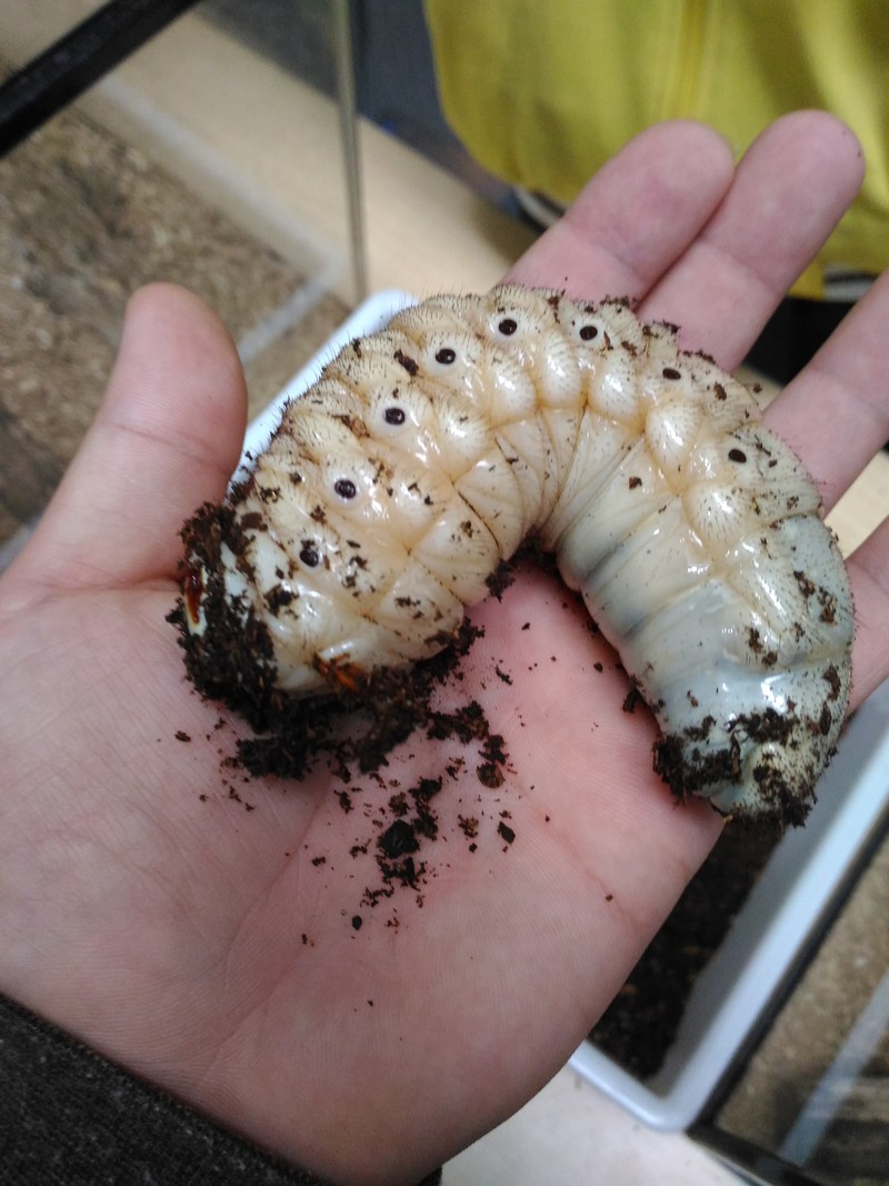 ヘラクレスカブトムシ発見！