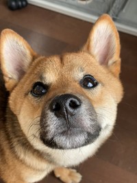 柴犬と大井川鐡道 2020/02/13 12:00:00