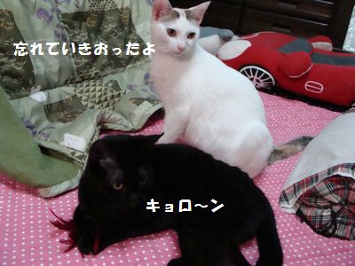 猫の譲渡会