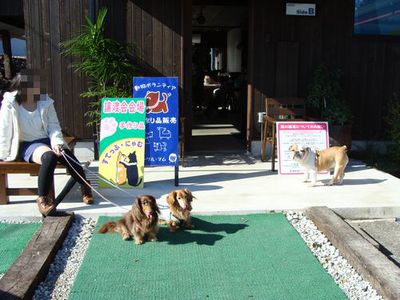 猫の譲渡会