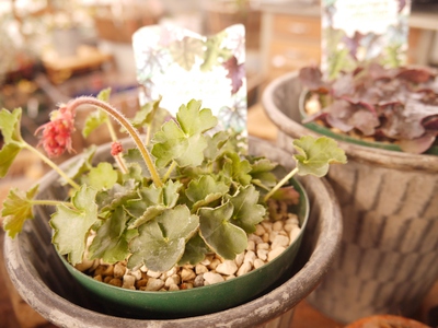 植物入荷しました。