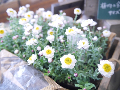 新しい植物入荷しています。