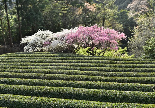 茶畑と花桃
