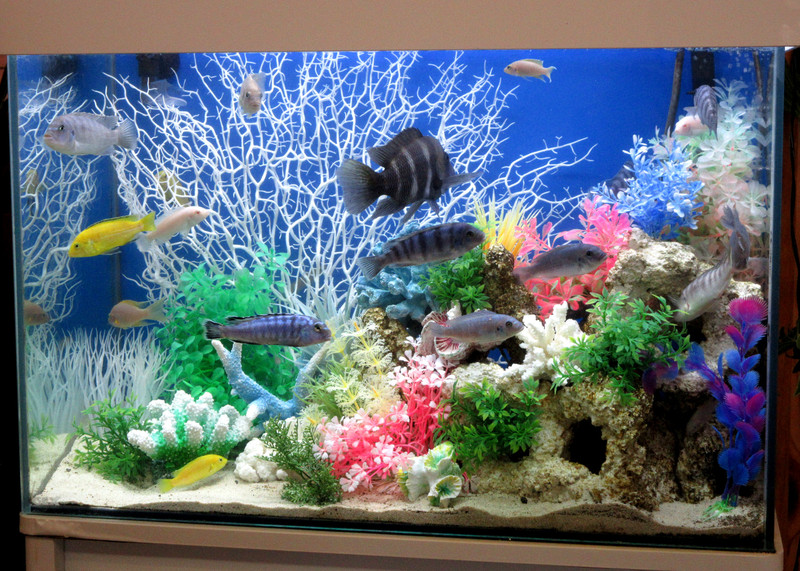 水景動画２１０５１８ 浜松の熱帯魚水槽のレンタル 東海水景舎
