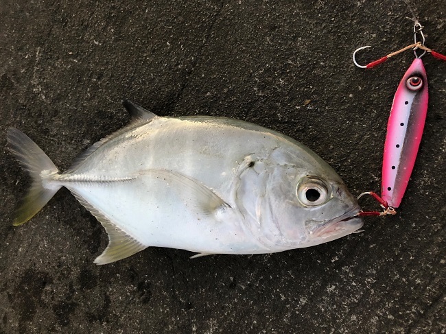 メッキ釣れます。