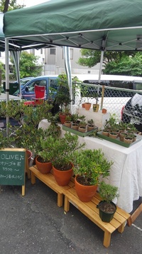 マメマメ市　ありがとうございました。 2018/06/10 07:19:37