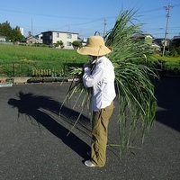レモングラスの収穫とロールケーキ 2019/09/16 23:53:01