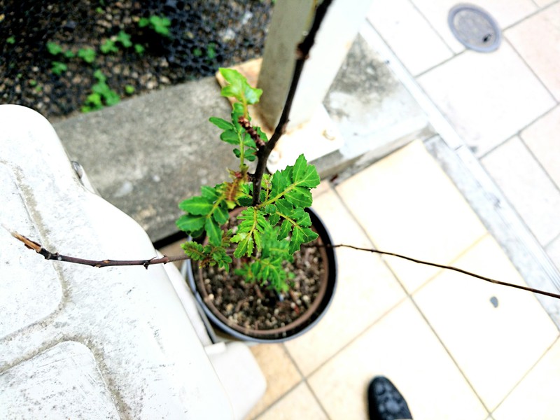 葉山椒
