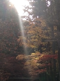 小國神社紅葉