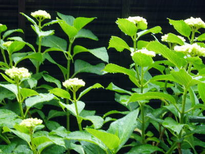 色づく紫陽花
