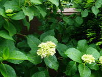 色づく紫陽花 2007/05/25 12:32:00