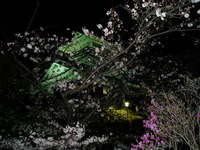 桜花咲く頃 2007/04/04 15:28:00
