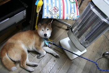 寒がりやのコテツ