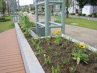アクト通り花くらぶ・植え替え(８)