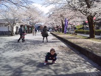 桜トンネル！ 2012/04/01 16:39:07