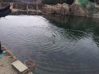 ニジマス釣り！ 2012/02/05 16:28:31
