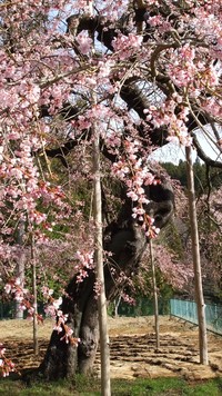 八橋のウバヒガン桜　満開です(*^。^*)