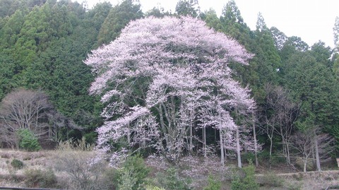 神田のエドヒガン桜　満開です