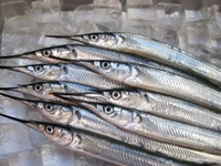 腹黒い魚？細魚（さより）