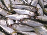 トロより高値＝浜名湖 シンコ！（新子 小肌 コノシロ）