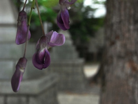 藤　一輪